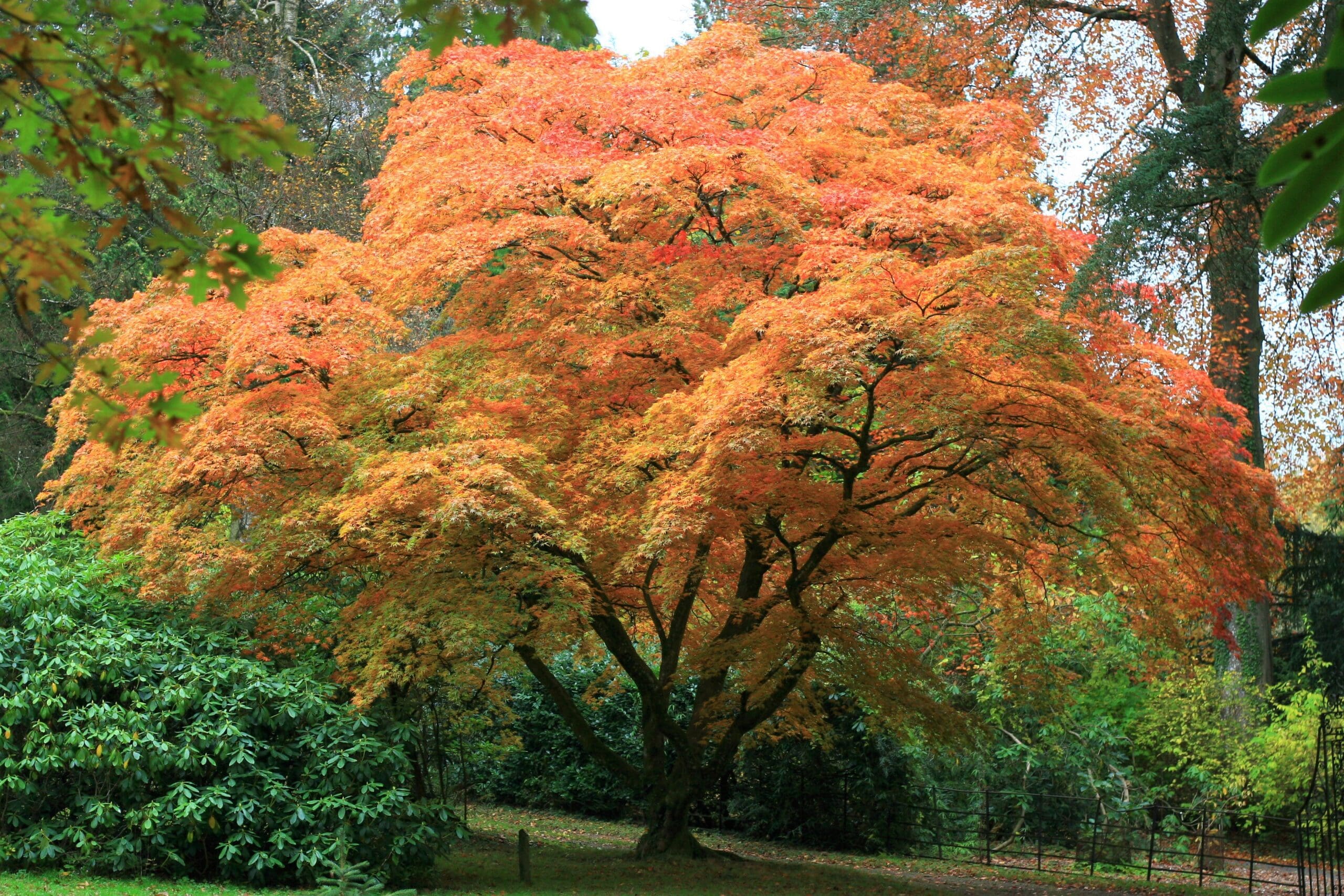 Hergest Croft Gardens Autumn Plant Fair » Eat Sleep Live Herefordshire