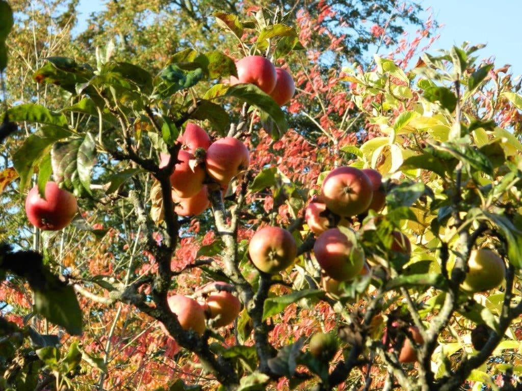 apples croft