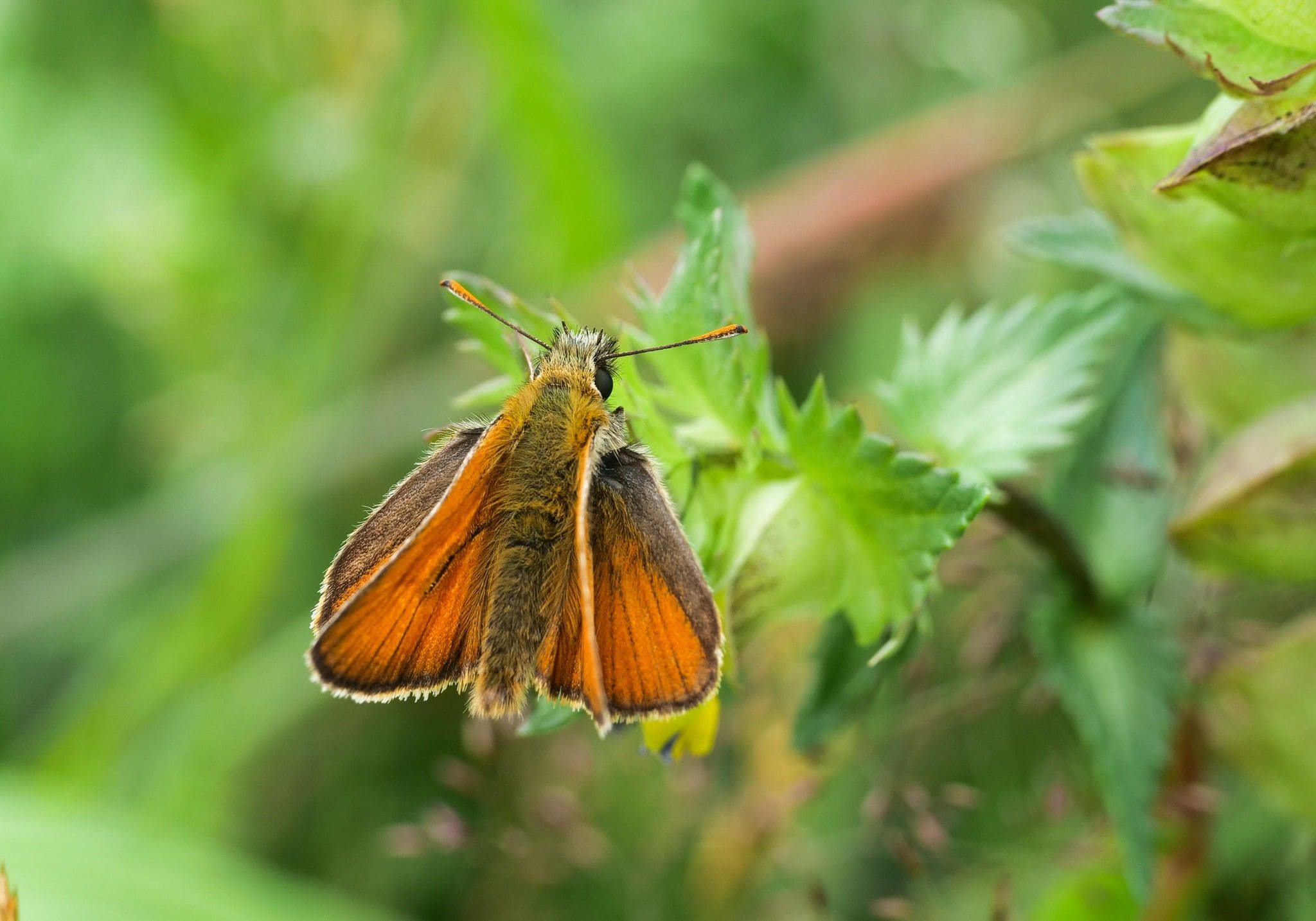 butterflies