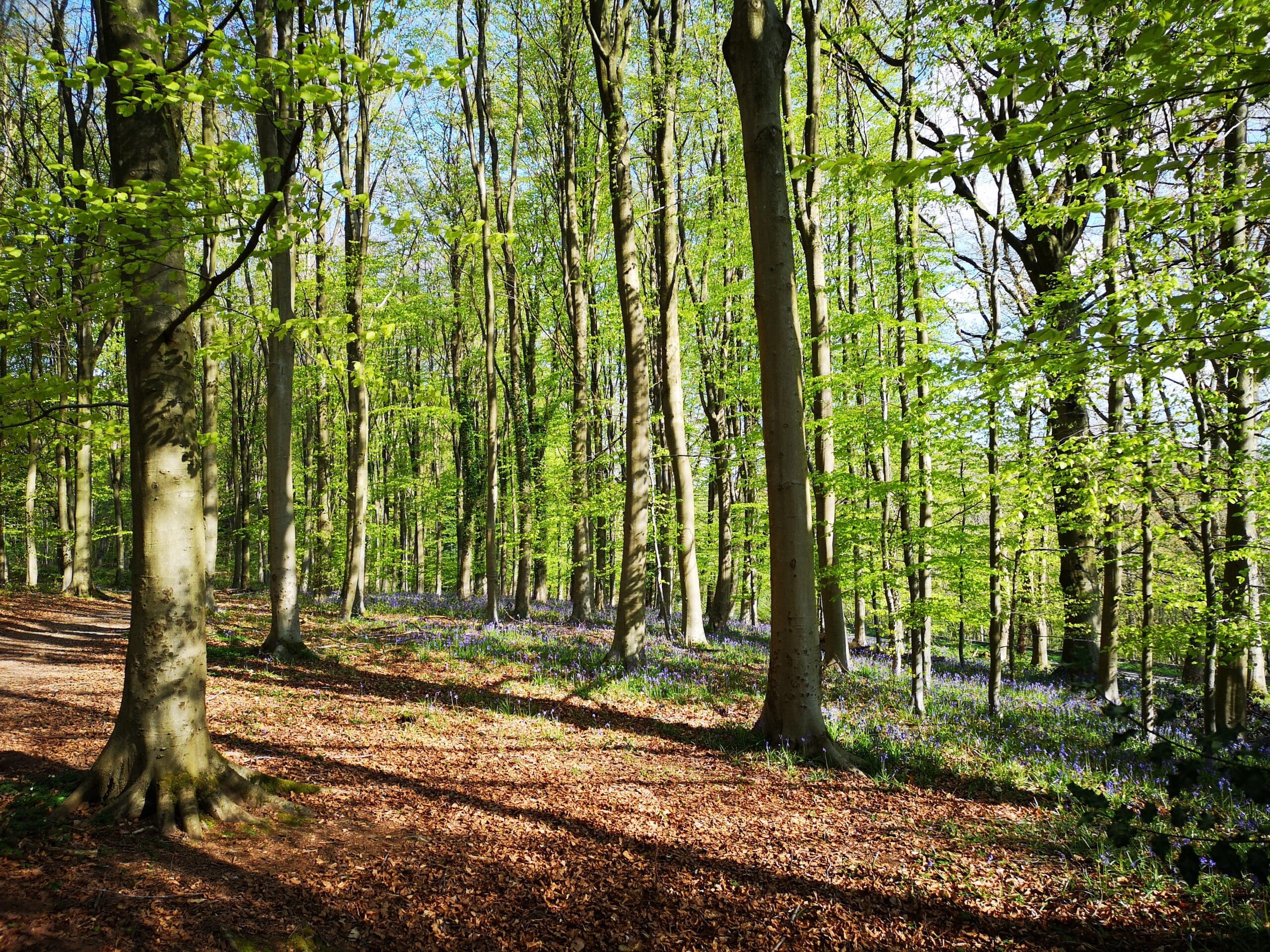 Bluebells and beech trees Queenswood
