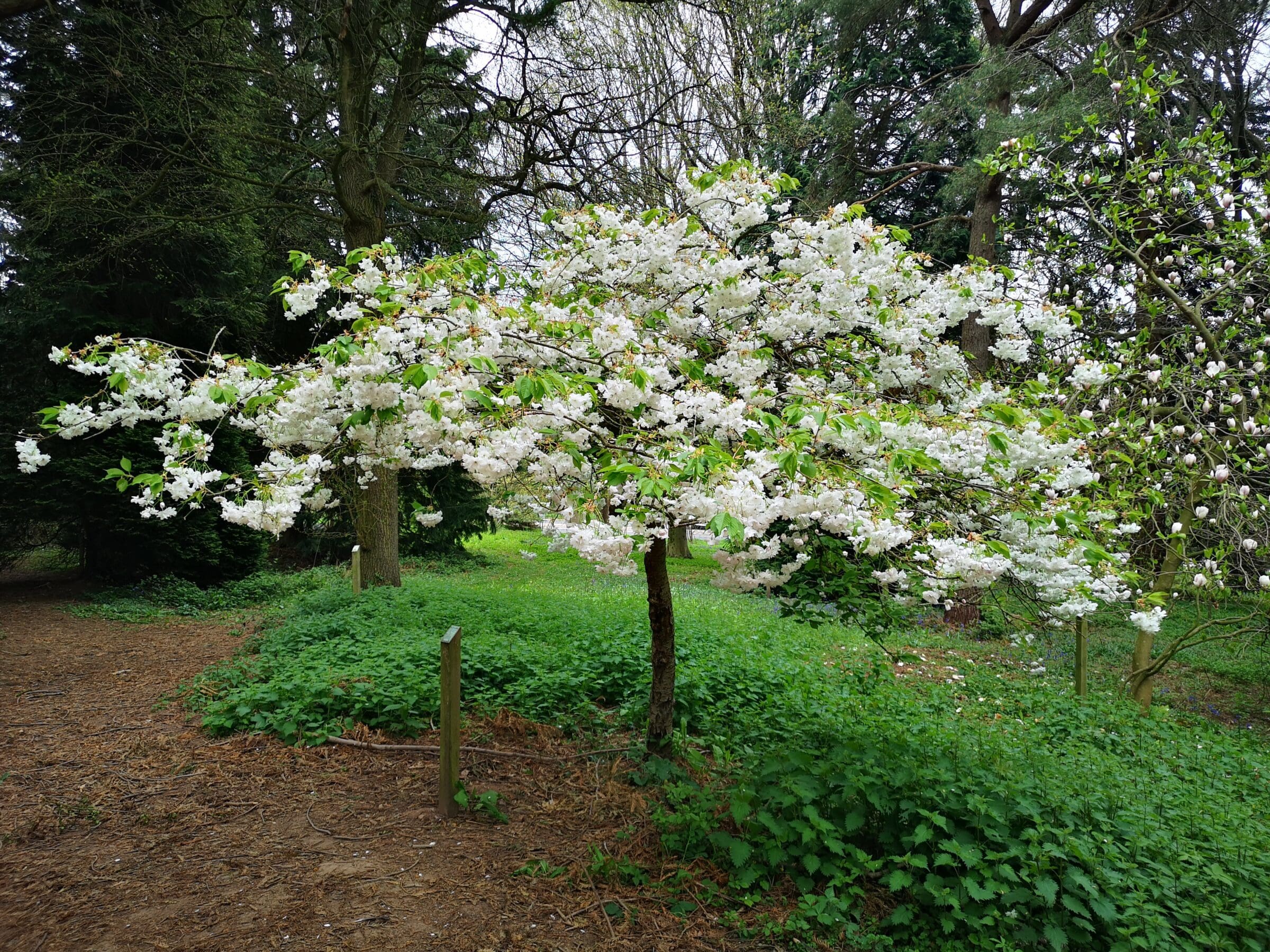 Flowering Cherry Sovereign Walk Queenswood Arboretum