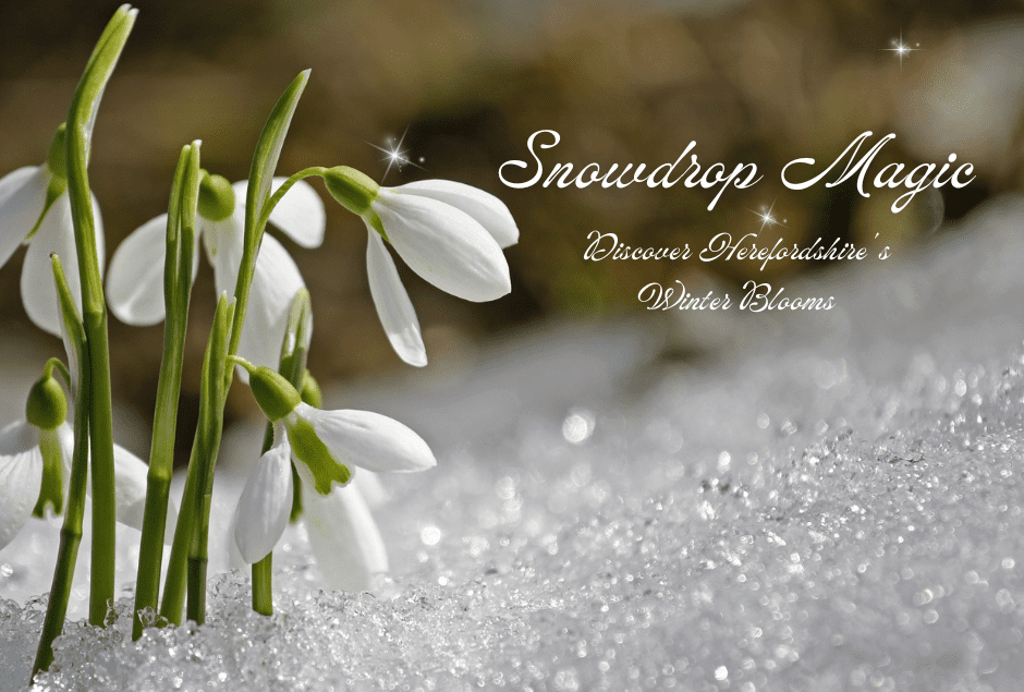 Snowdrop